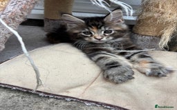 Maine Coon cats for sale: Maine coons - Image 7