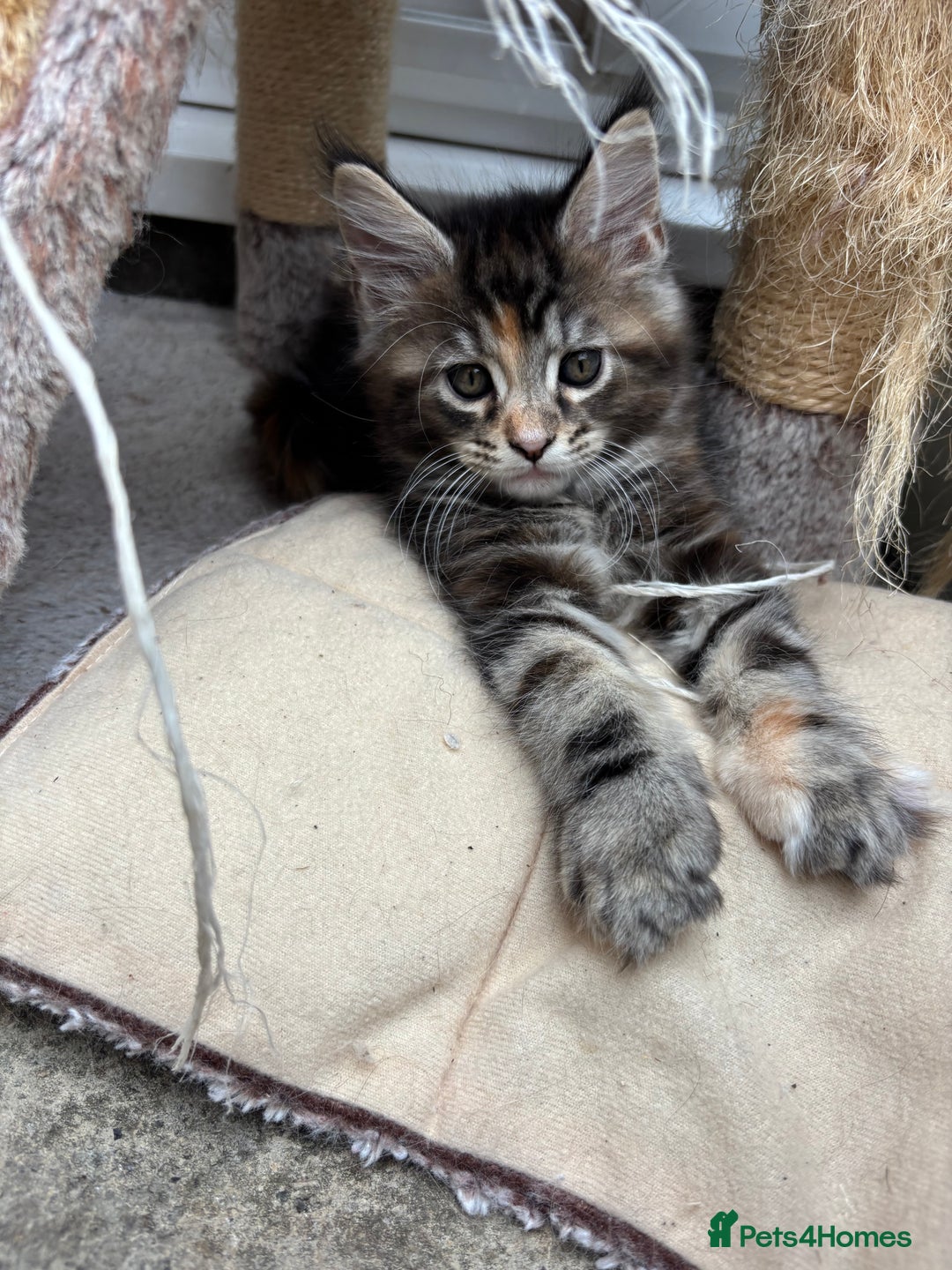 Maine Coon cats for sale: Maine coons - Image 7