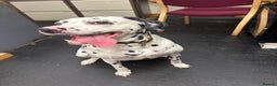 Dalmatian dogs for sale: 3 year old Dalmatian  - Advert 4