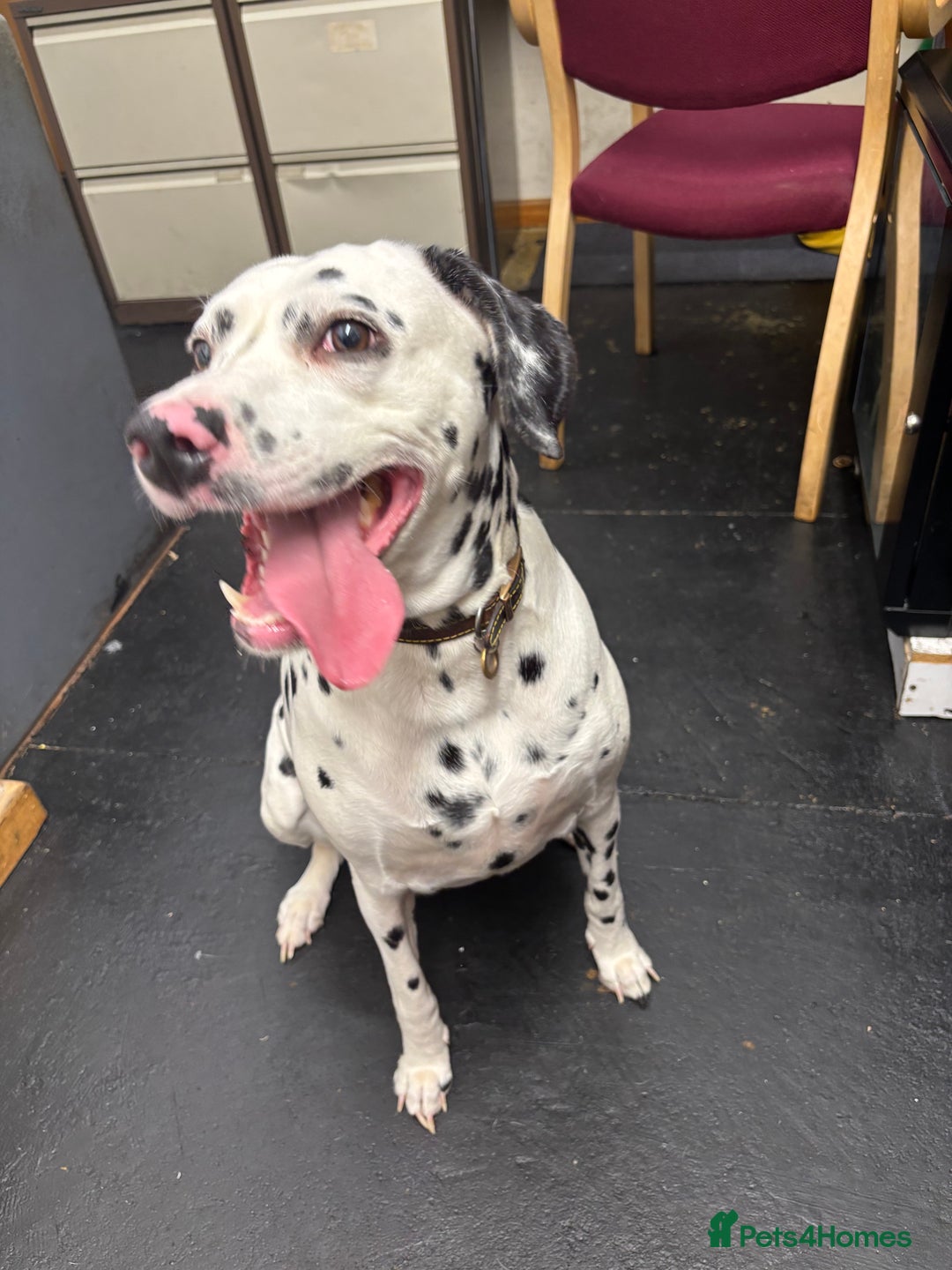 Dalmatian dogs for sale: 3 year old Dalmatian  - Advert 4