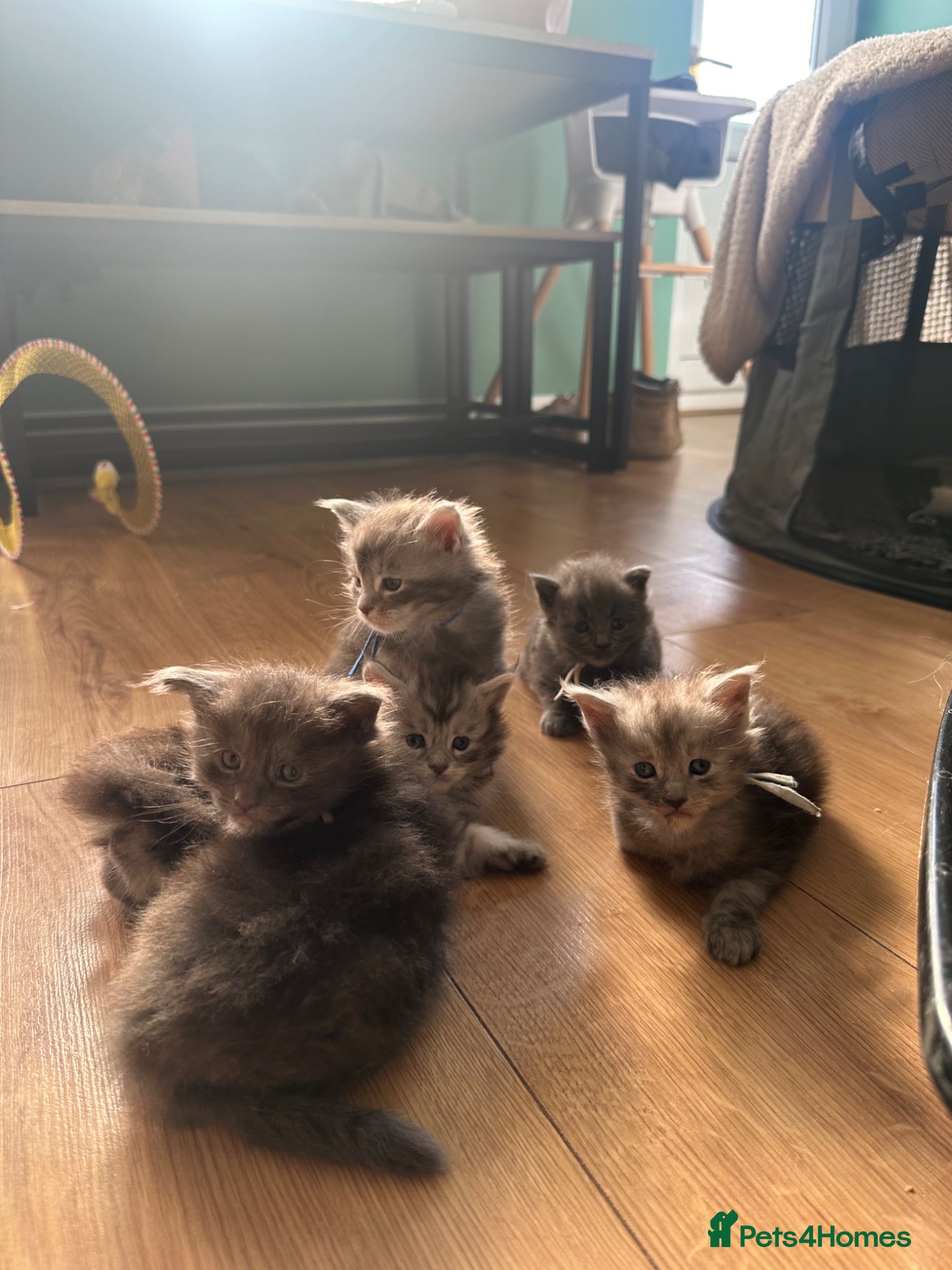 Maine Coon cats for sale: 5 beautiful Maine coon kittens - Advert 12
