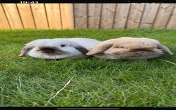 Mini Lop rabbits for sale: 2 Seal Point Lop bucks for sale  - Advert 4
