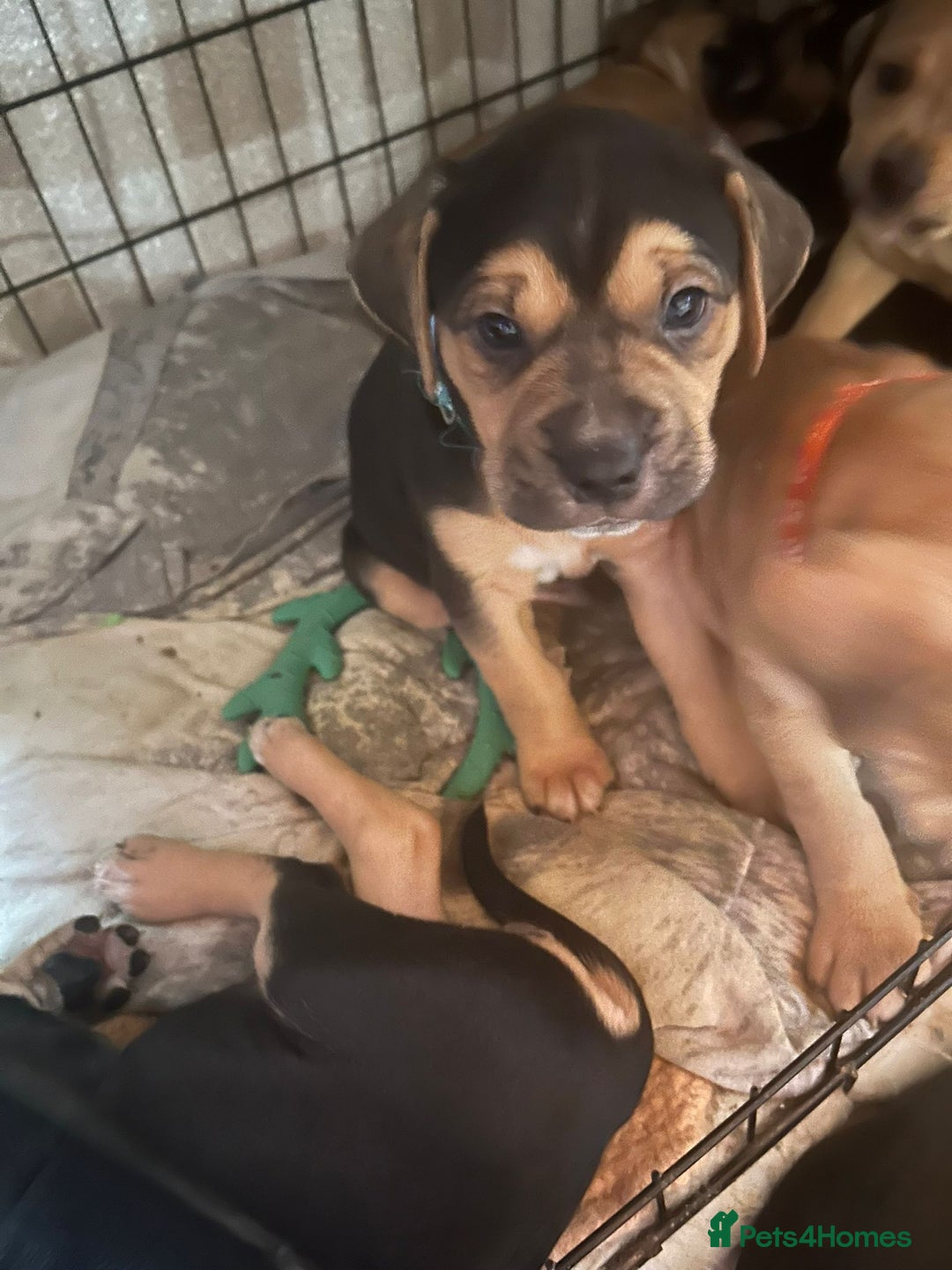 Mixed Breed dogs for sale: Puppies for sale - Advert 25