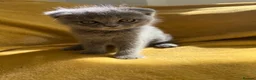 Ragdoll cats for sale: Ragdoll/scottish fold - Advert 1
