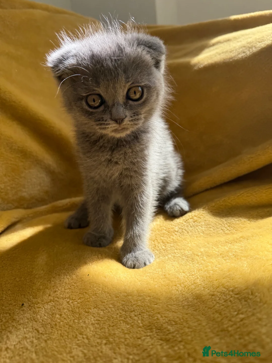 Ragdoll cats for sale: Ragdoll/scottish fold - Advert 1