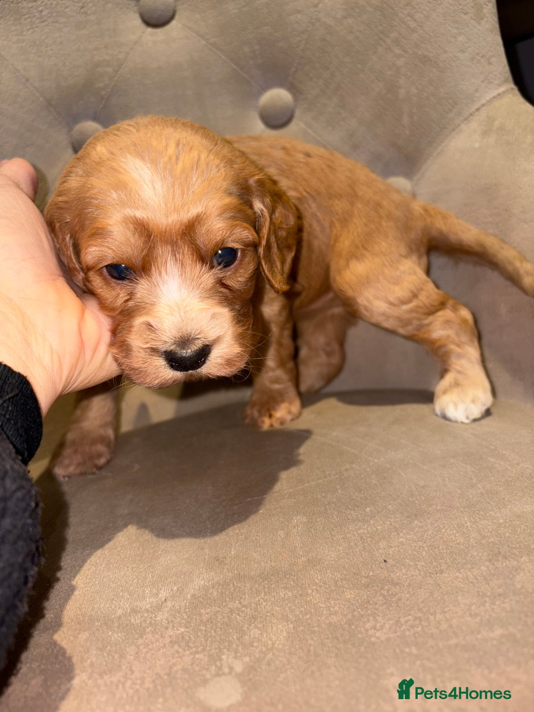 Cockapoo dogs for sale: Beautiful litter of Cockapoo pups - Advert 26