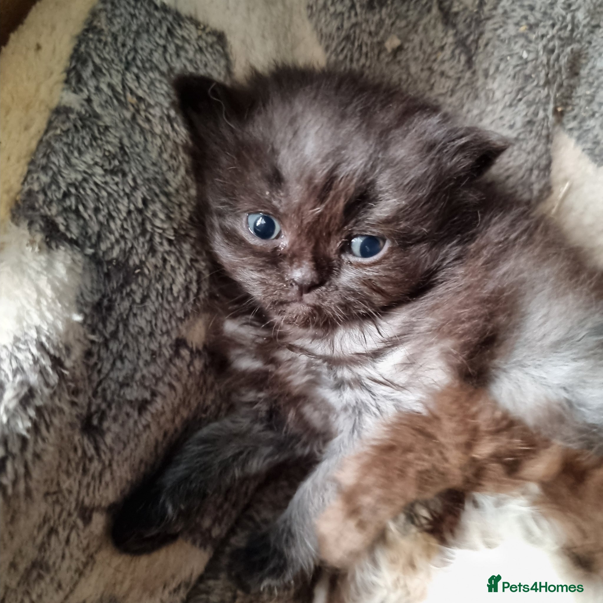 British Shorthair cats  kitten's  - Advert 11