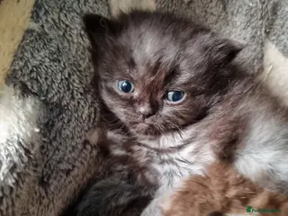 British Shorthair cats kitten's - Advert 1