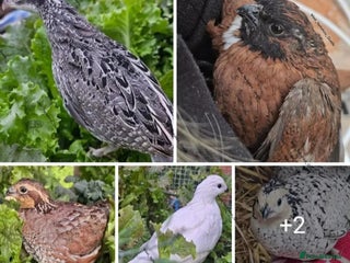 Quail poultry in Halifax - Advert 31