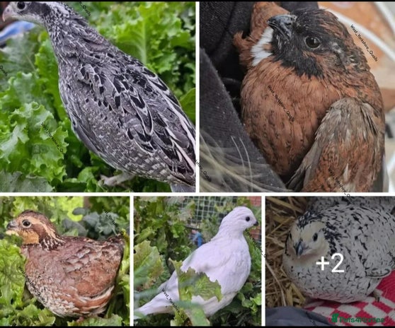 Quail poultry in Halifax - Advert 8