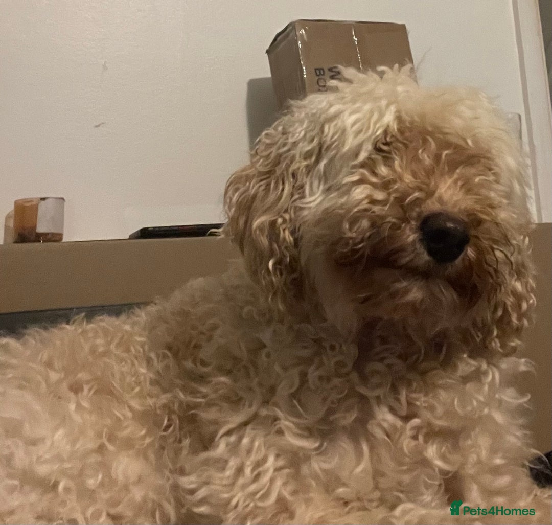 Australian Labradoodle dogs for sale: Meet Yasmin! - Advert 3