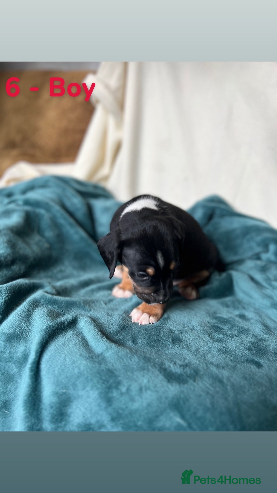 Mixed Breed dogs for sale: Old Tyme English Bulldog x Sproodle Puppies - Image 7