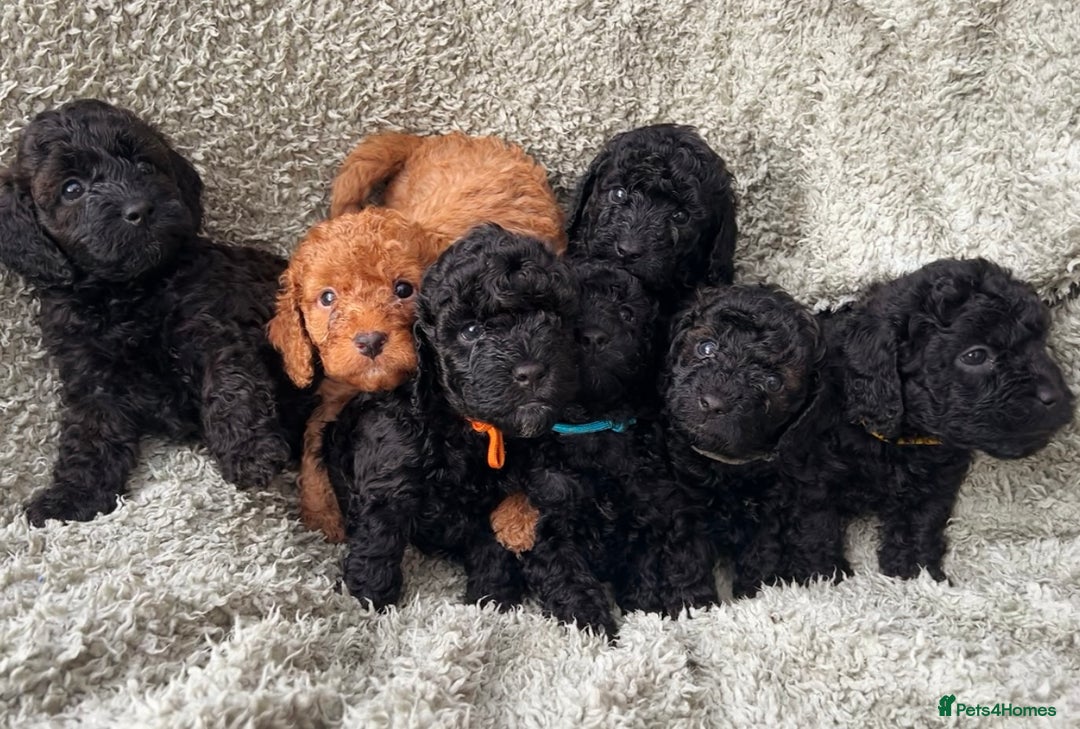 Cockapoo dogs for sale: F1b Cockapoo  - Image 2