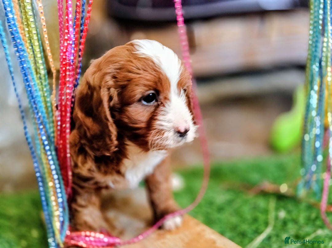 Cavapoo dogs for sale: Scrumptious Cavapoo puppies- Dad PRA tested - Image 4