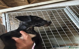 Mixed Breed dogs for sale: ONE GIRL LEFT! Jack Russell x Cocker Spaniel pups  - Image 10