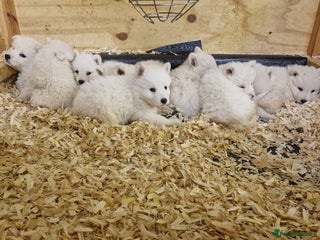 German Shepherd dogs KC White Long Hair Shepherd Pupp's– Champion Lines - Advert 1