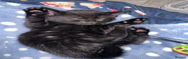Russian Blue 3 blue collar boy 