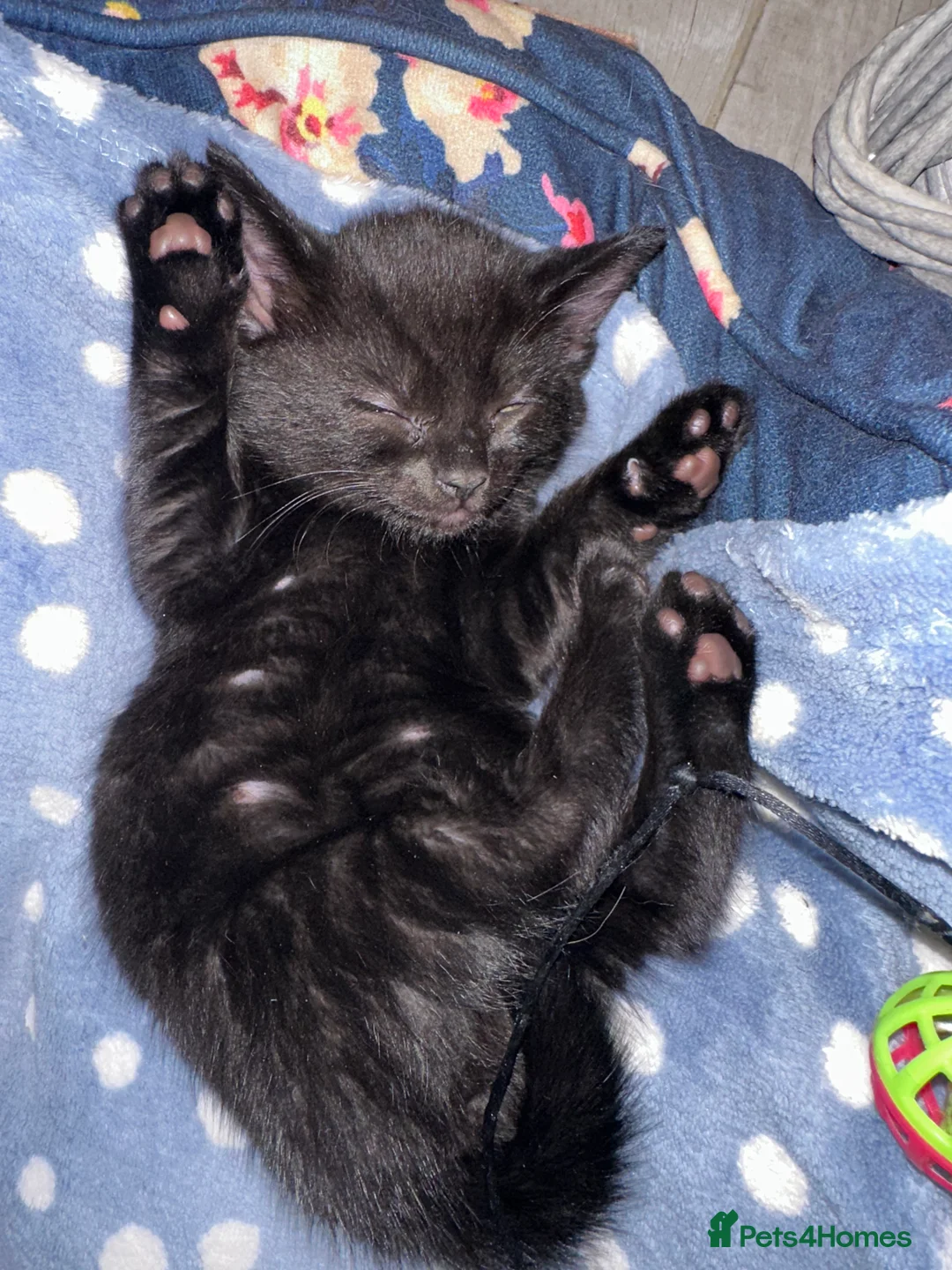 Russian Blue cats for sale: Gorgeous healthy loving kittens - Advert 2