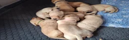 Labrador Retriever dogs for sale: Golden labrador retriever  in Huntingdon - Advert 7