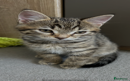 Mixed Breed cats for sale: REDUCED & READY NOW BSH x Tabby kittens  - Image 21