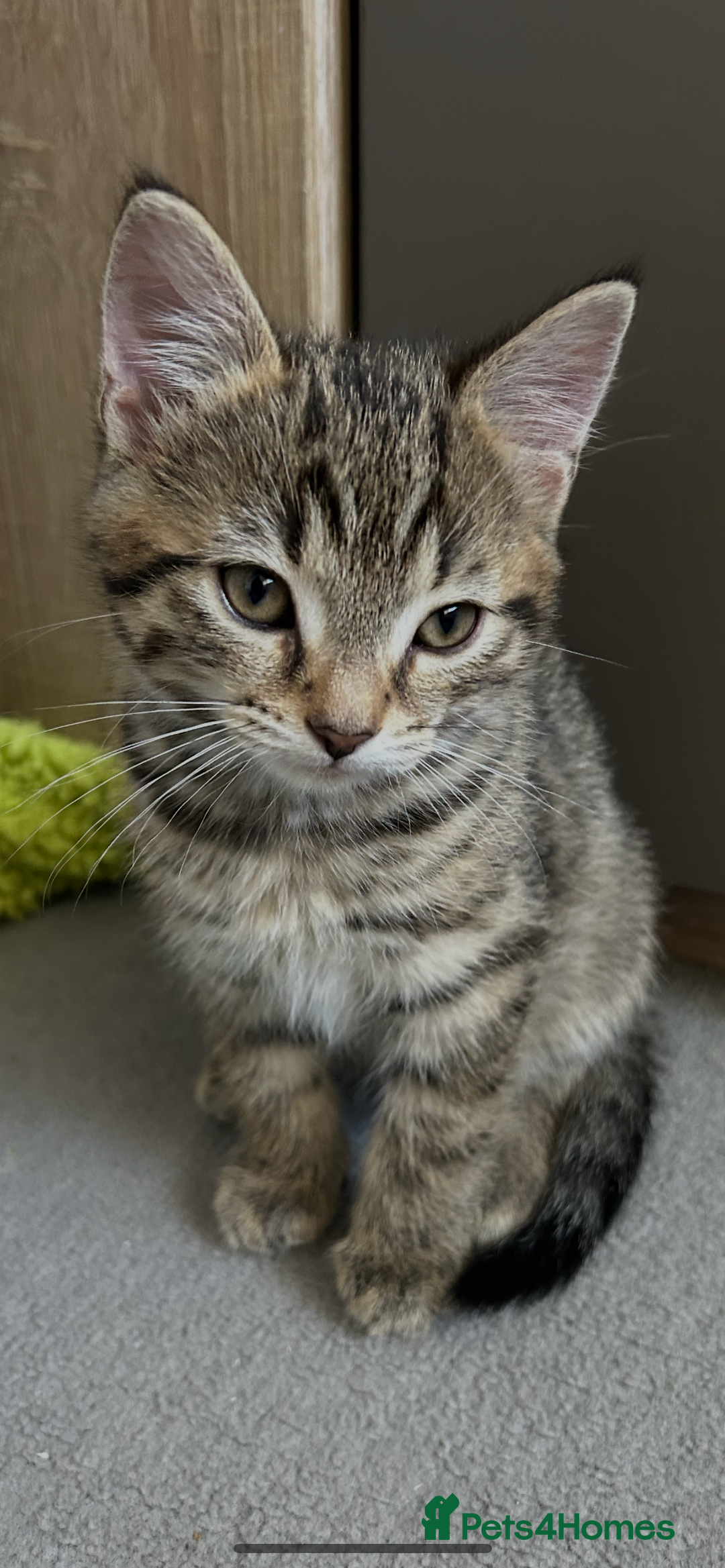 Mixed Breed cats for sale: REDUCED & READY NOW BSH x Tabby kittens  - Image 21