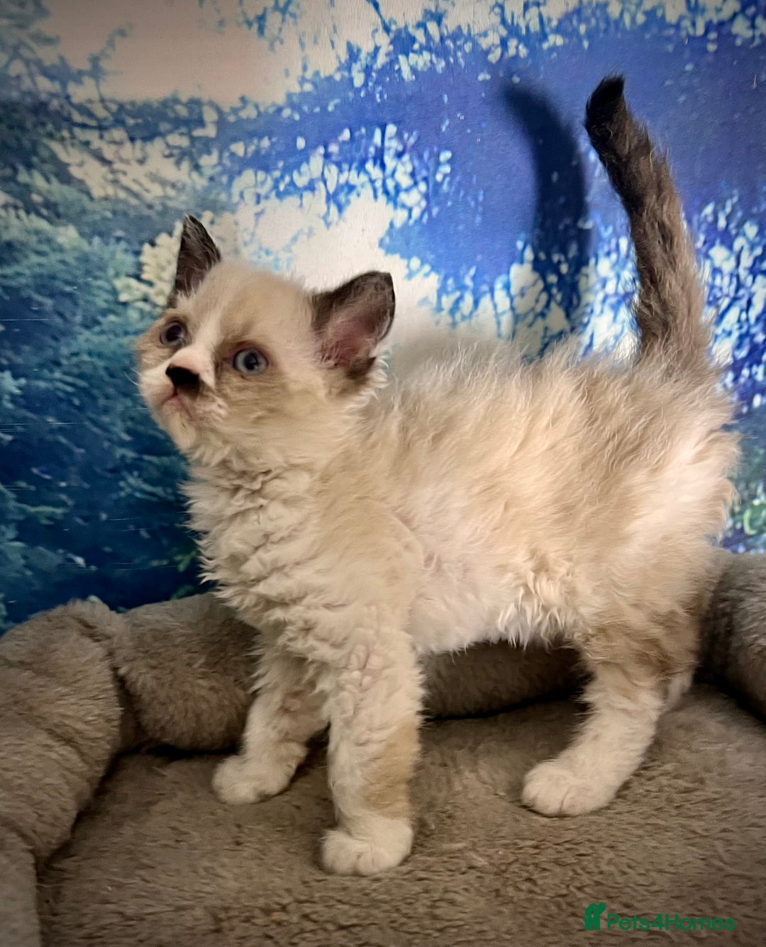 Selkirk Rex cats for sale: Gorgeous Selkirk Rex kittens - Image 10