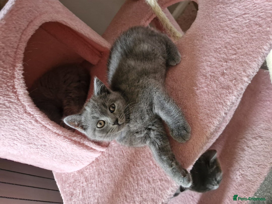 British Shorthair cats for sale: 8 Pedigree British Shorthair Kittens Blue Lilac  - Image 23