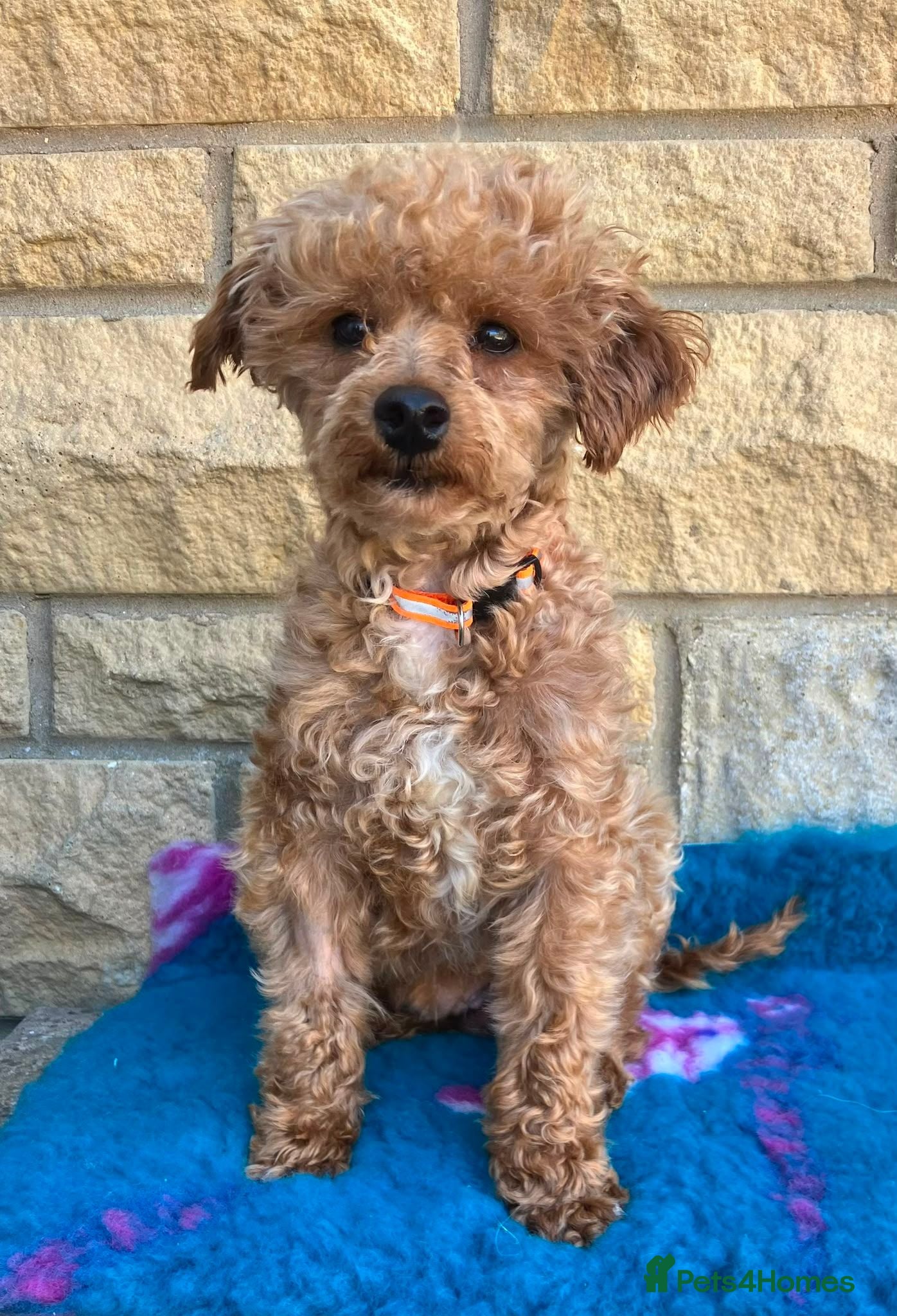 Toy Poodle dogs Needs special kind home  - Advert 1