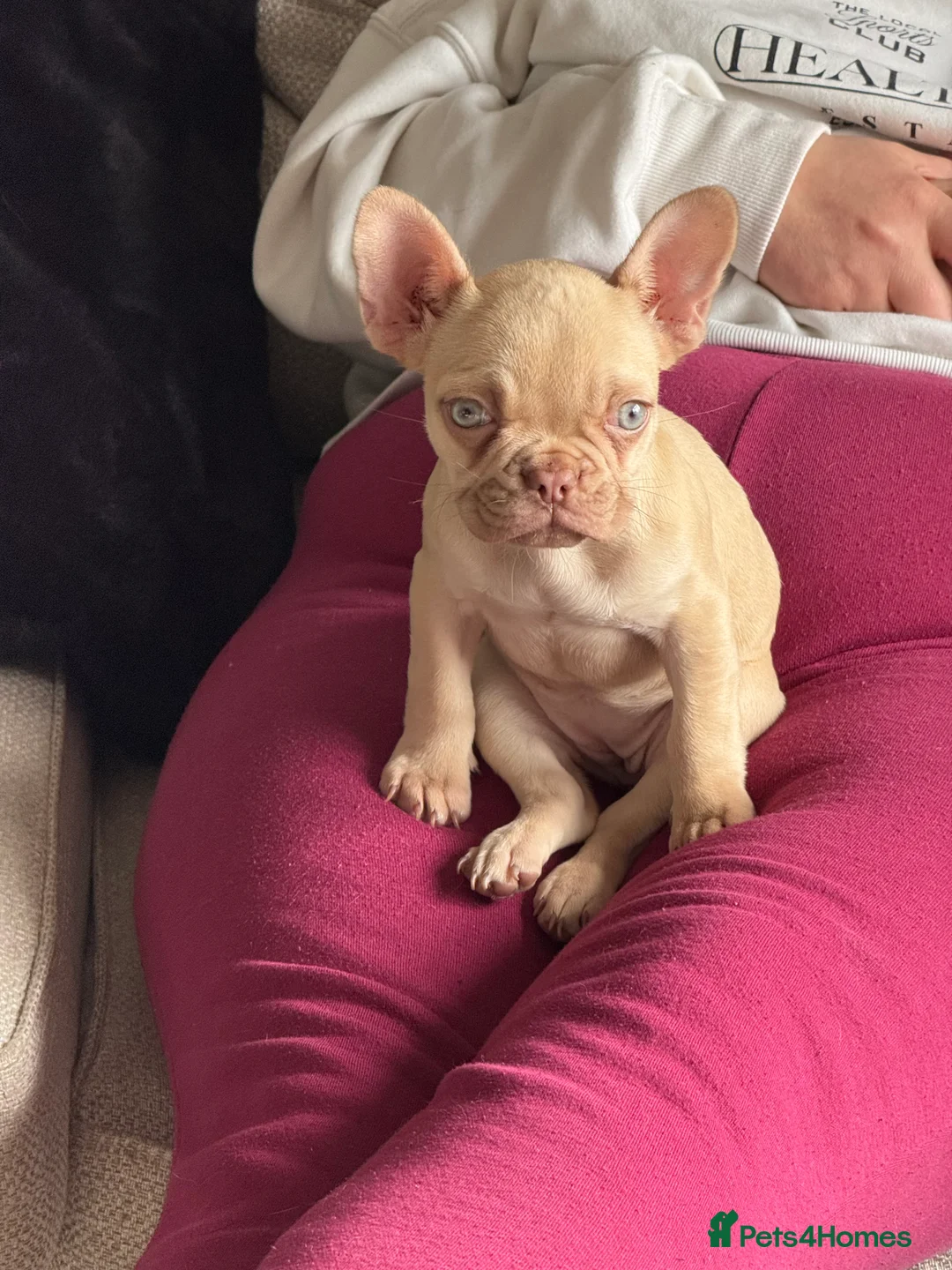 French Bulldog dogs for sale: Cream french bulldog  - Advert 2