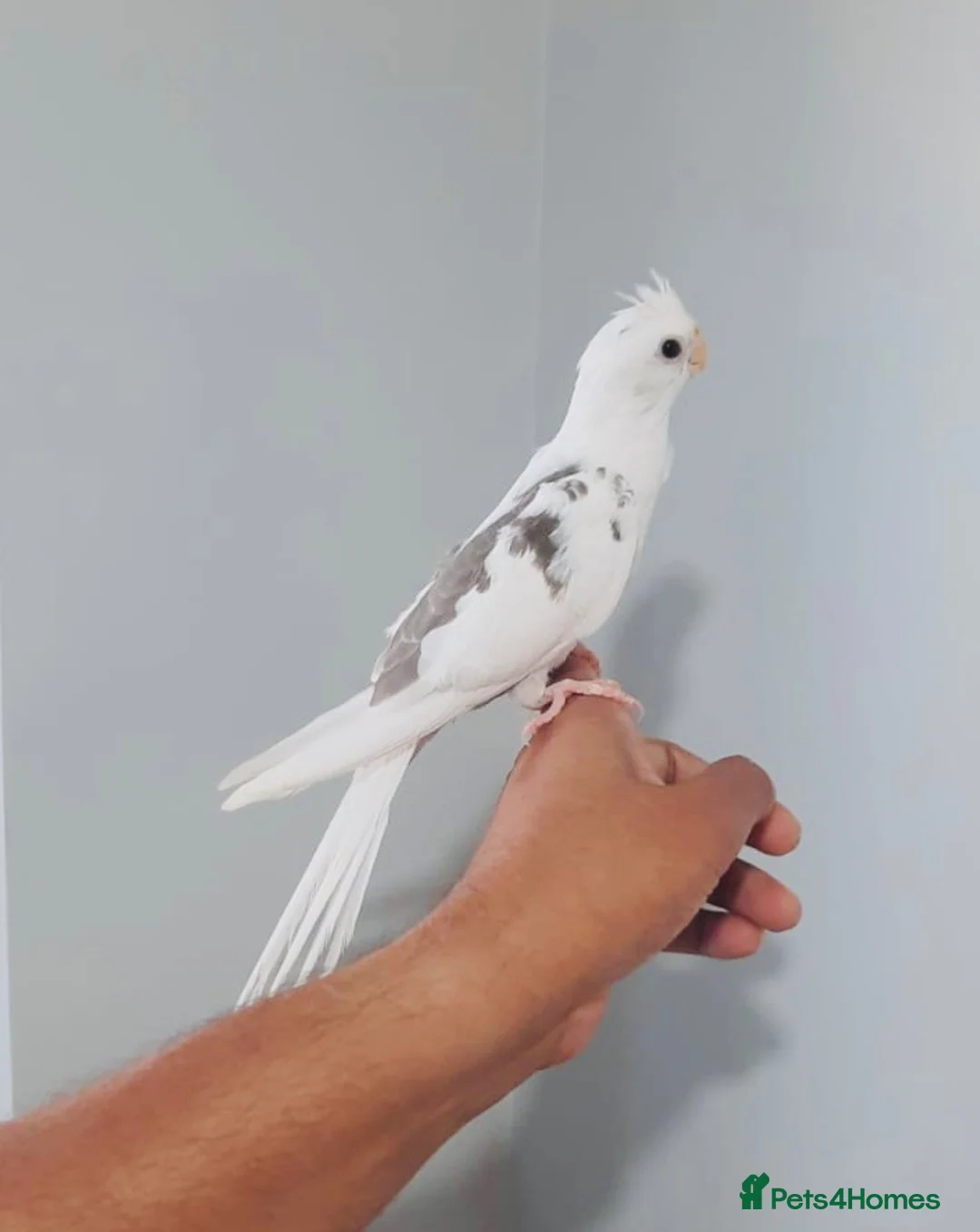 Cockatiels birds for sale: Beautiful hand tamed, untamed cockatiels for sale. - Advert 2