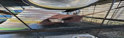 Rat rodents for sale: 3 female pet rats - Advert 4