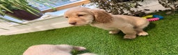 Cocker Spaniel dogs for sale: 7 Stunning Cocker Spaniel Puppies - Advert 14