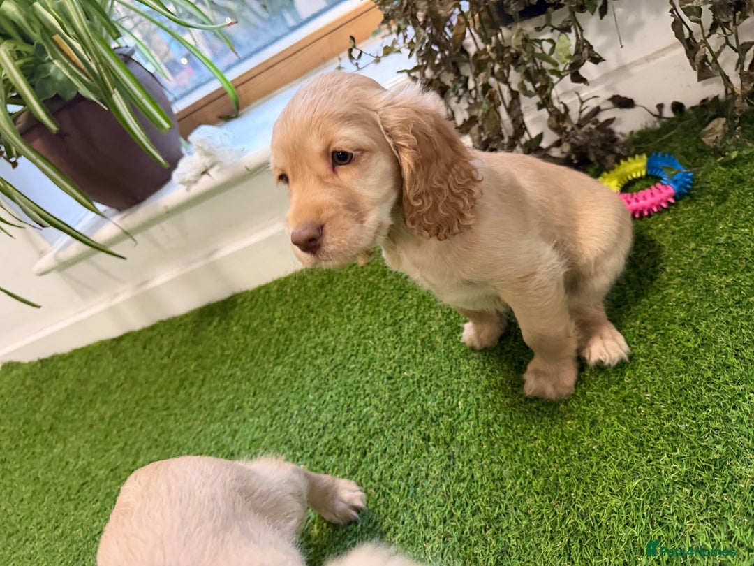 Cocker Spaniel dogs for sale: 7 Stunning Cocker Spaniel Puppies - Advert 14