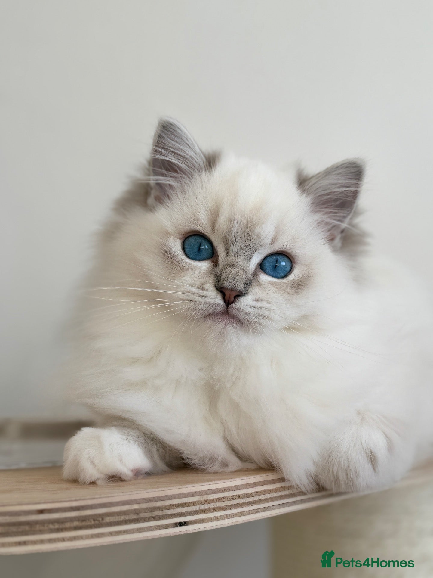 Ragdoll cats for sale: Ready To Leave Blue Lynx Ragdoll 💙Deep Blue Eyes - Advert 1