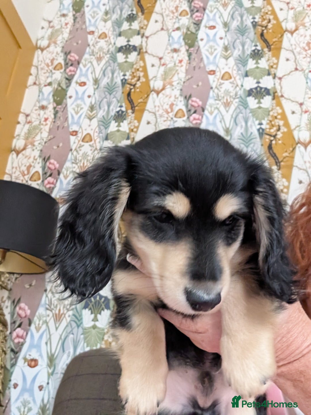 Miniature Dachshund dogs for sale: KC Black and Cream  ready now - Image 5