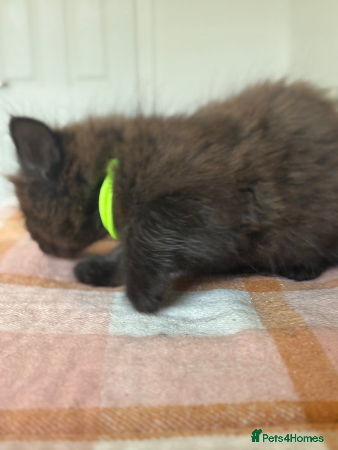 British Longhair cats for sale: Male  British long haired kittens - Image 22