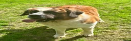 Saint Bernard dogs for sale: Saint Bernard female - Advert 6