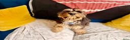 Cockapoo dogs for sale: Minature Cockapoo Zabka for Rehoming in Nottingham - Advert 4