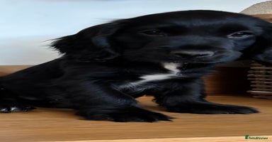 Cocker Spaniel dogs - Advert 8
