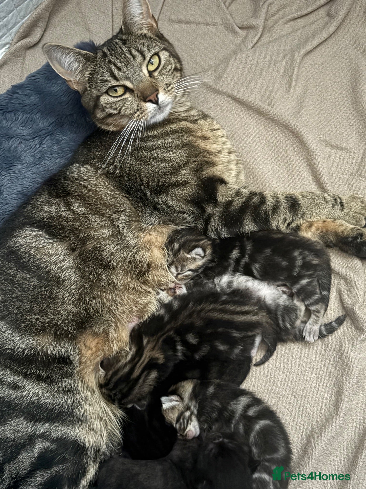 Domestic Shorthair cats Kittens for sale  - Advert 3
