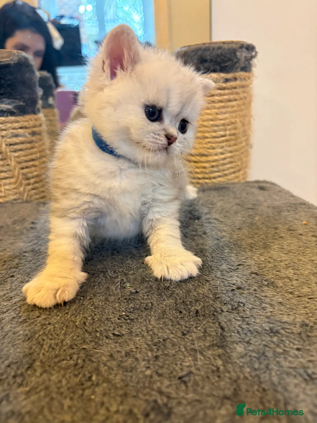 British Shorthair cats for sale: British shorthair kittens, breeded - Advert 29