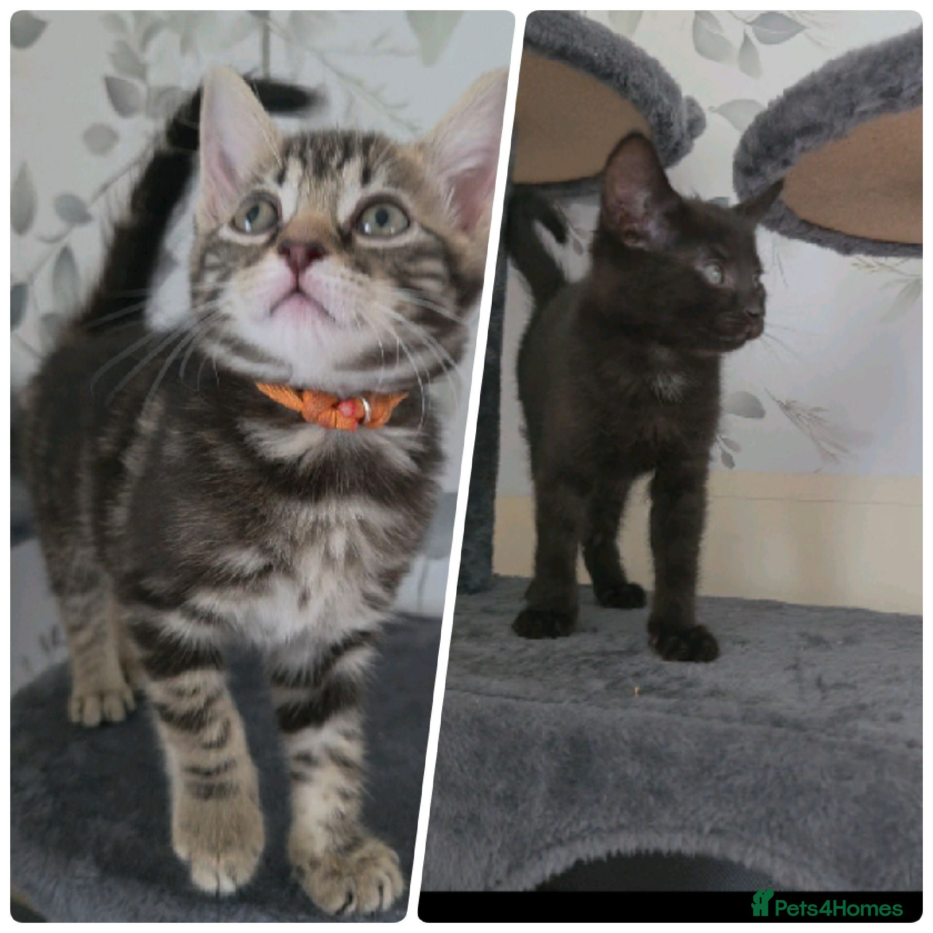 Mixed Breed cats Beautiful kittens looking for their forever homes  - Advert 4