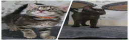 Mixed Breed cats for sale: Beautiful kittens looking for their forever homes  - Advert 1