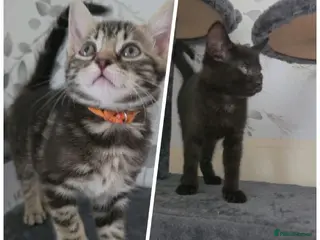 Mixed Breed cats Beautiful kittens looking for their forever homes - Advert 4