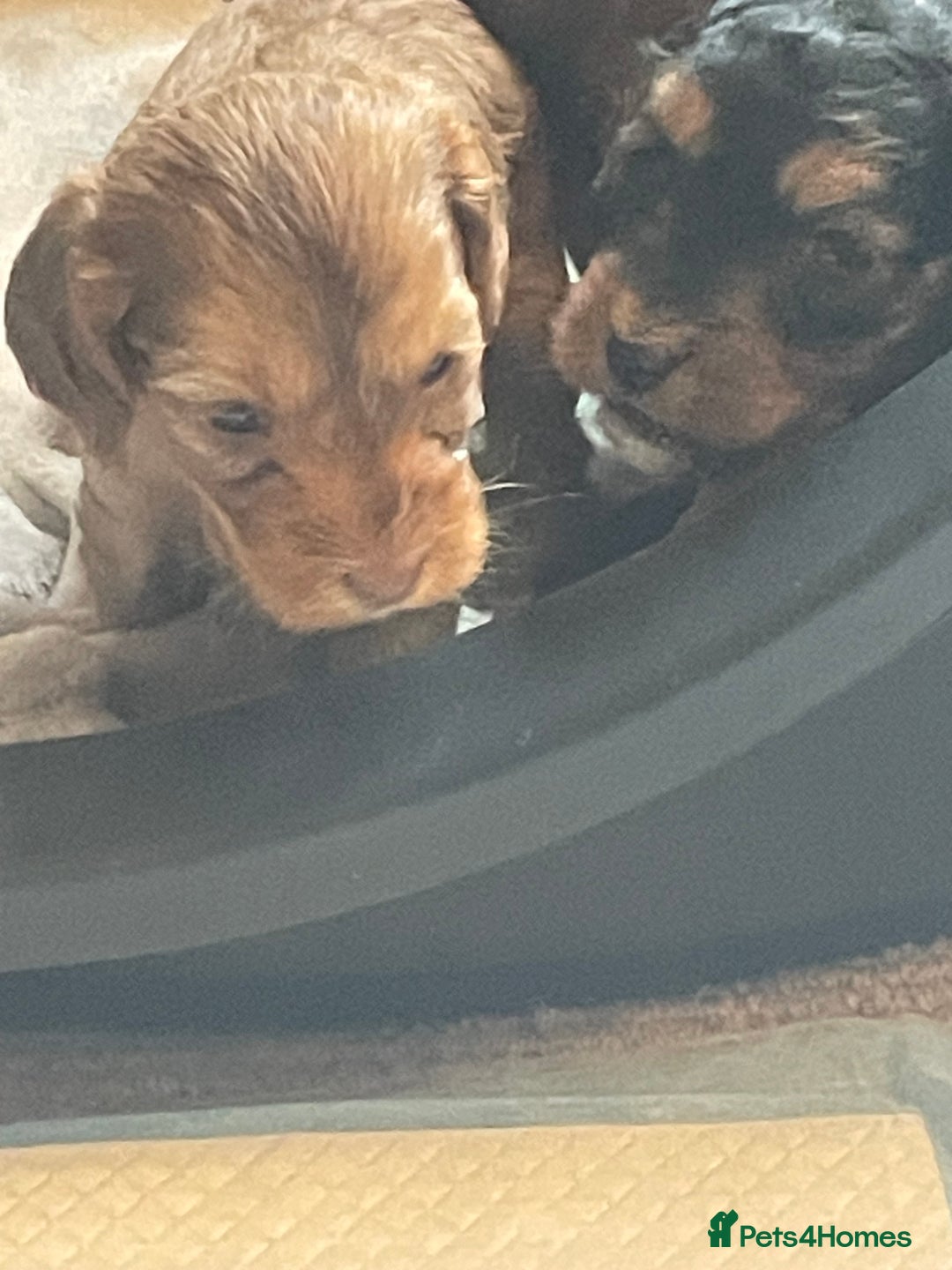 Cockapoo dogs for sale: Stunning sable cockapoos  - Advert 11