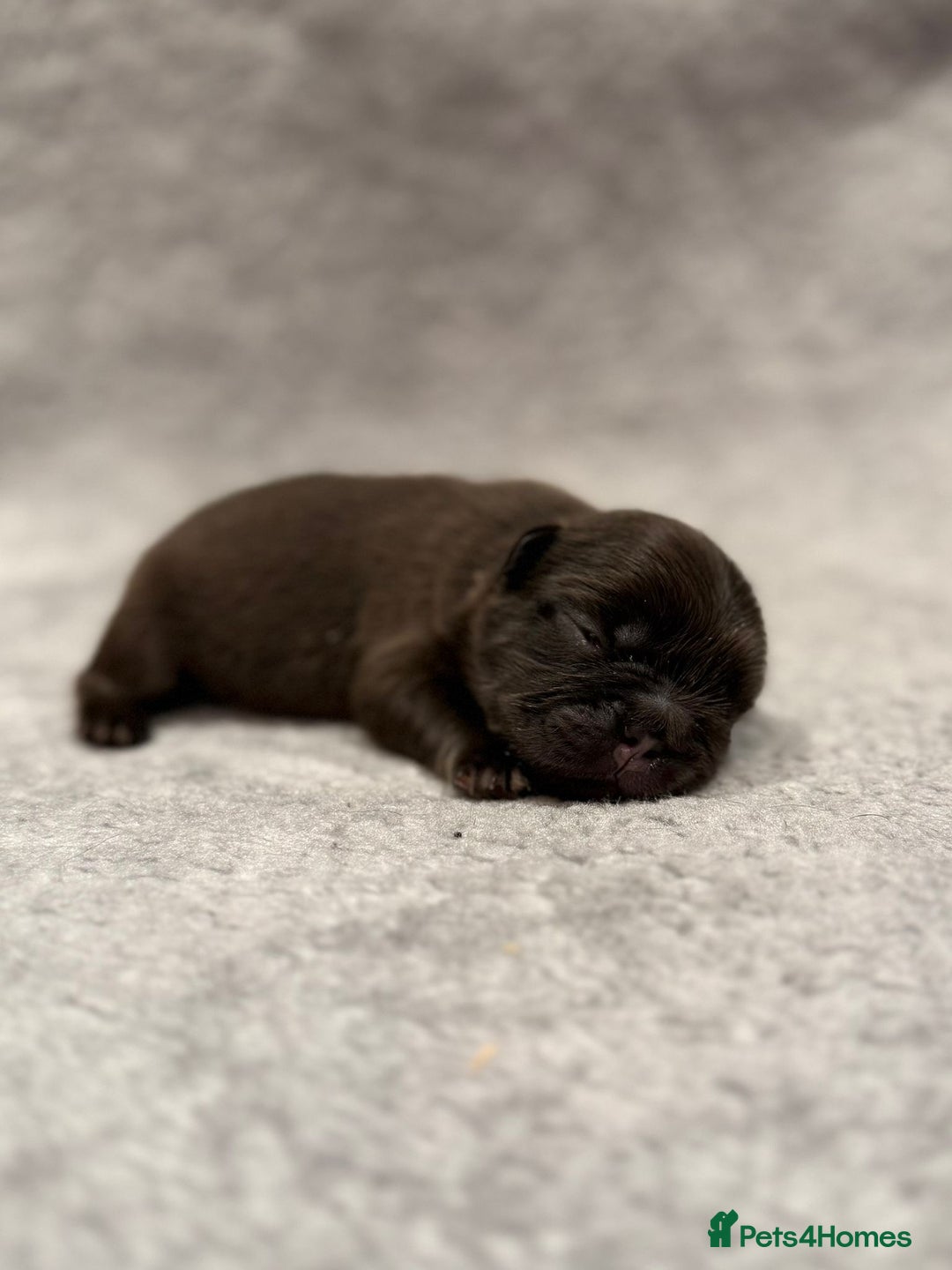French Bulldog dogs for sale: 5 Full Fluffy French Bulldogs Puppies  - Advert 4