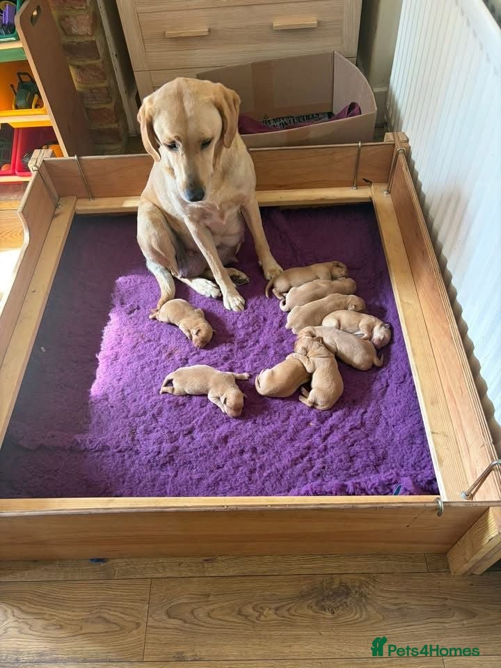 Labrador Retriever dogs LABRADOR PUPPIES FOR SALE  - Advert 4