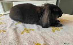 Mini Lion Lop rabbits for sale: Mini lion lop(black/brown) - Image 1