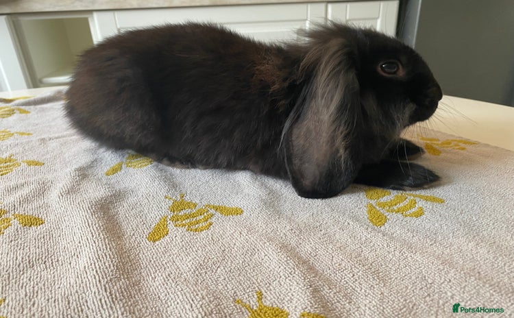 Mini Lion Lop rabbits - Advert 10