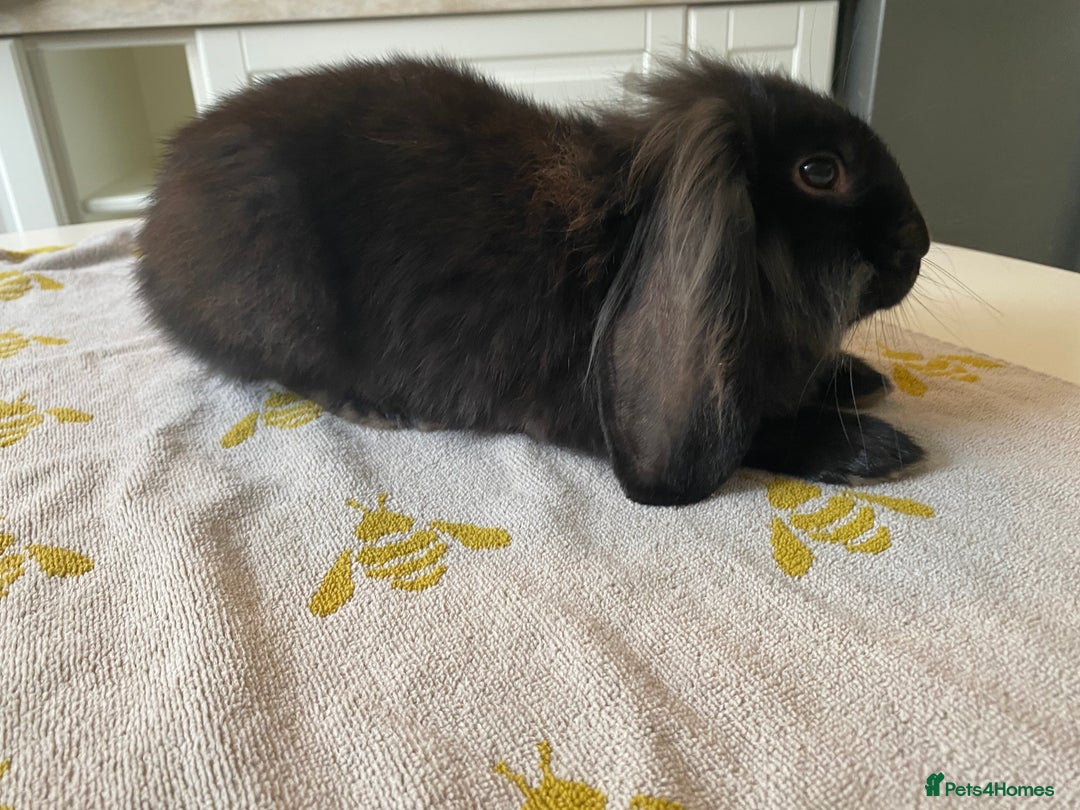 Mini Lion Lop rabbits for sale: Mini lion lop(black/brown) - Image 1